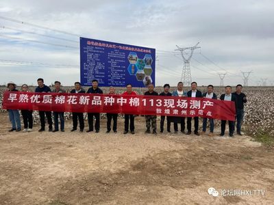 甘肃棉产量创历史新高